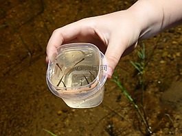 鰷魚,湖,池