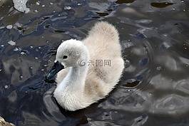 疣鼻天鵝,疣鼻天鵝圖章,天鵝