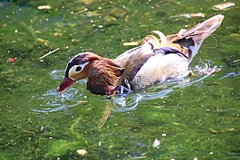 鴛鴦,鳥,水禽