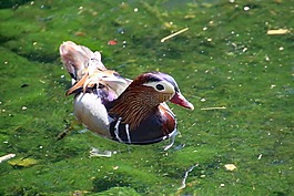 鴛鴦,鳥(niǎo),水禽
