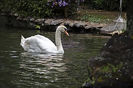 天鵝,水,鳥