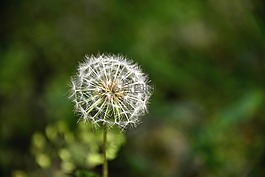 蒲公英,种子,白色