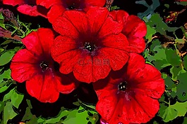 surfinia,紅surfinia,鮮花
