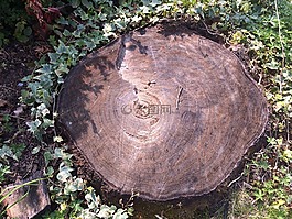 樹樁,時間,瞬態(tài)