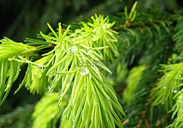 性質(zhì),細(xì)節(jié),植物