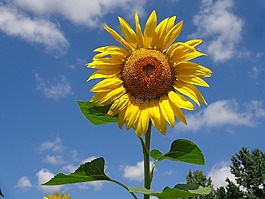 向日葵,花,夏季