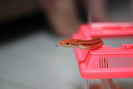 蛇,橙色,動物