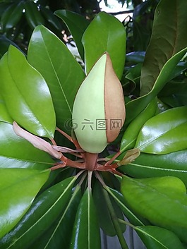 玉蘭,性質(zhì),樹