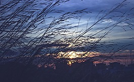 性質(zhì),光,植物