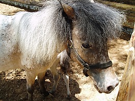 小馬,馬,農(nóng)場