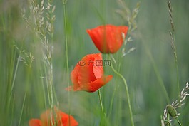 罌粟,klatchmohn,花