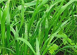 拼貼,性質(zhì),細(xì)節(jié)