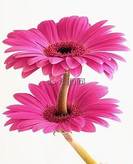 非洲菊,花,植物區(qū)系