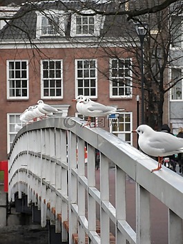 海鷗,鳥,動物