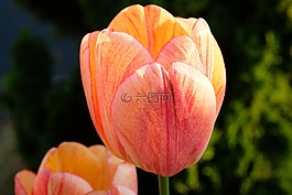 郁金香,花,春天
