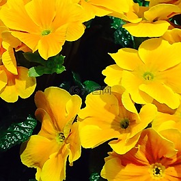鮮花,黃色,性質(zhì)