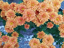 墜花,菊花,花壁紙