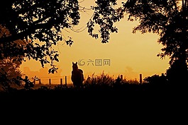 日出,霧,馬