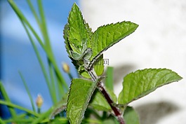 薄荷,薄荷茶,廠