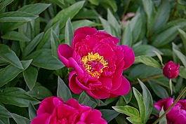 花,性質(zhì),粉紅色的花