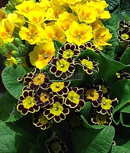 花,黃色,廠