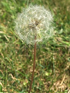 自然,蒲公英,夏天