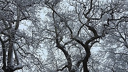 雪,村,冬天