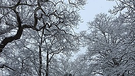 雪,村,冬天