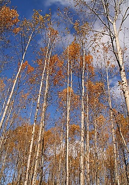 金色和藍(lán)色,秋,秋天樹葉