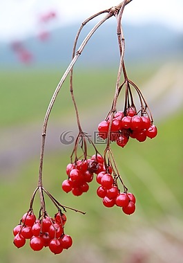 漿果,水果,多汁