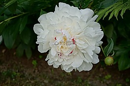 花,性質(zhì),白花