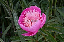 花,性質(zhì),粉紅色的花