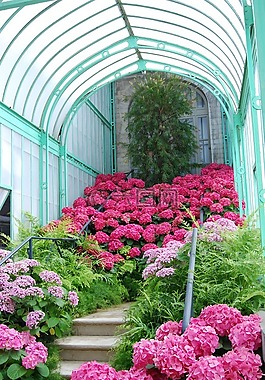 花園,羅莎,綠松石