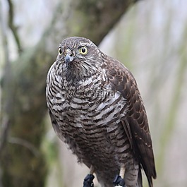鷹,捕食鳥,鳥