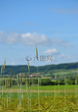 糧食,字段,麥田