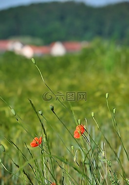 罌粟,klatschmohn,性質(zhì)