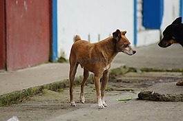 動物,的的,字段