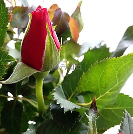 rosenknup,玫瑰,紅色