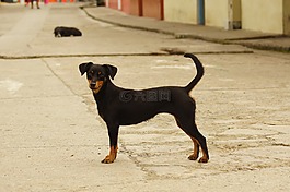 動物,的的,字段
