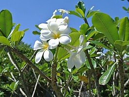 花,自然,夏天