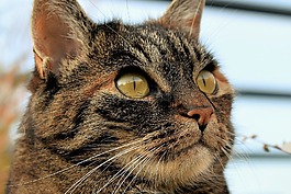 貓,動物,寵物