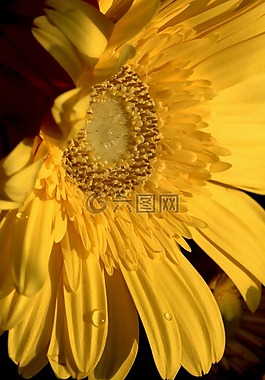 黃色,花,春