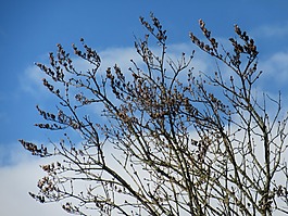 分支機(jī)構(gòu),芽,天空