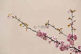 桃花,自然,中国风
