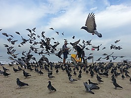 鴿子,海,海灘