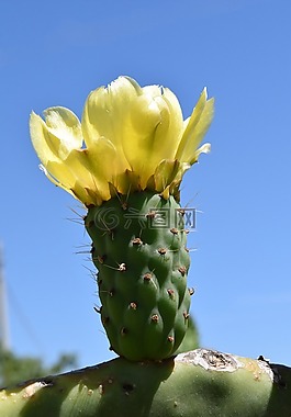 仙人掌花,開(kāi)花,仙人掌