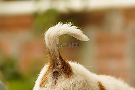 動物,的的,字段