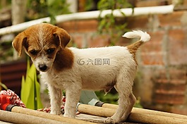 動物,的的,字段
