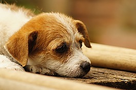 動物,的的,字段