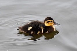 小鴨,鳥,鴨